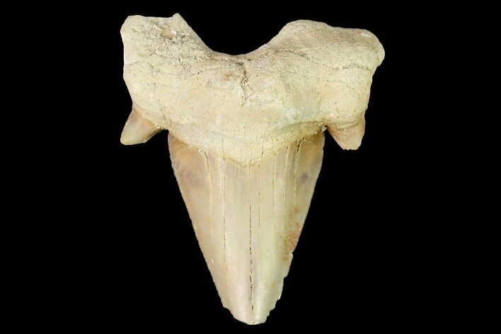 Fossil Shark Tooth (Otodus) - Morocco #143111